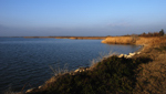 Etang de Fournelet. Baie dans les roseaux.
