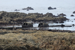 Port Doun (Porzh Don), 2011. Marée basse: restes des chaudières du navire à vapeur anglais Ashby (sombrè en 1916). Voir aussi "Images de Ouessant - épaves".